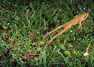 Ursula Curth: Agile Frog - The hind legs are unusually long which