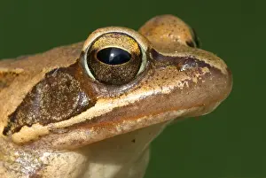 Rana: Agile Frog (Rana dalmatina) portrait, France