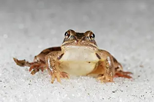 Hibernate: Agile frog (Rana dalmatina) on snow after hibernation