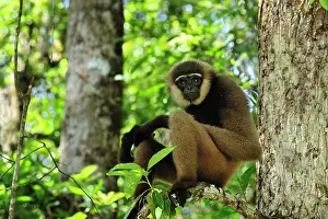 Agilis: Agile Gibbon / Black - handed Gibbon