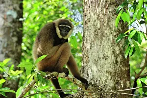 Agilis: Agile Gibbon / Black - handed Gibbon
