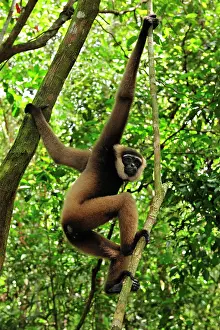 Agilis: Agile Gibbon / Black - handed Gibbon