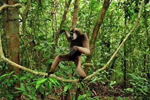 Agilis: Agile Gibbon / Black - handed Gibbon