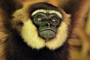 Agilis: Agile Gibbon / Black - handed Gibbon - portrait