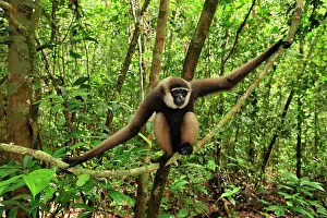 Agilis: Agile Gibbon / Black - handed Gibbon - sitting on liana