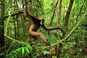 Agilis: Agile Gibbon / Black - handed Gibbon - walking on liana vine