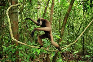 Agilis: Agile Gibbon / Black - handed Gibbon - walking on liana vine