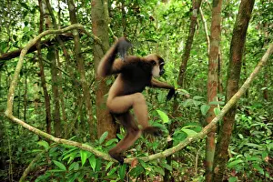 Agilis: Agile Gibbon / Black - handed Gibbon - walking on liana vine