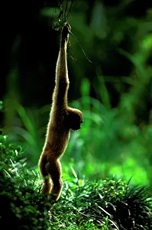 Agilis: Agile Gibbon - Hanging from branches