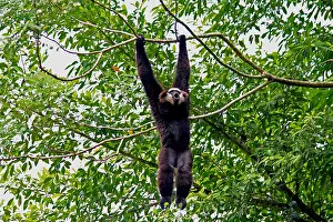 Agilis: Agile Gibbon male calling 102