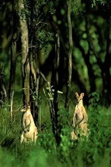 Kimberley: Agile / Kimberley / Sandy / Jungle / Grass / River
