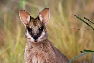 Agilis: Agile Wallaby