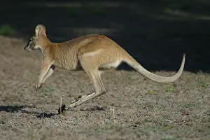 Agilis: Agile Wallaby