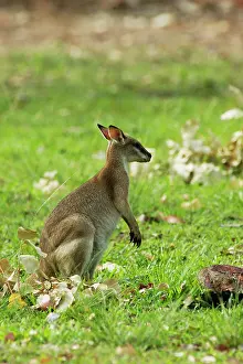 Agilis: Agile Wallaby