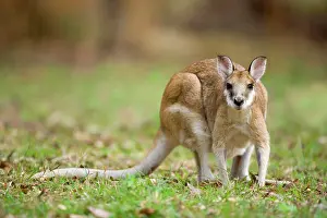 Agilis: Agile Wallaby - adult Agile Wallaby foraging on