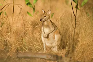 Agilis: Agile Wallaby - adult Agile Wallaby standing on