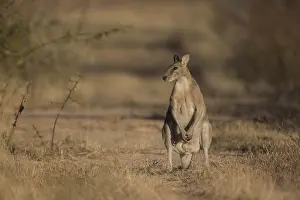 Wallaby: Agile Wallaby - Chillagoe - Queensland - Australia