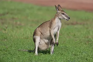 Agilis: Agile Wallaby - feeding on grass (bulging pouch