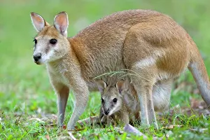 Agilis: Agile Wallaby - female adult Agile Wallaby standing