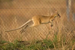 Agile: Agile Wallaby leaping along Sewage pond fence trying