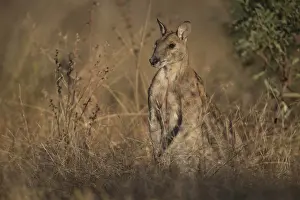 Wallaby: Agile Wallaby - in long grass - Chillagoe - Queensland
