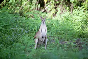 Agilis: Agile Wallaby - near the Adelaide River
