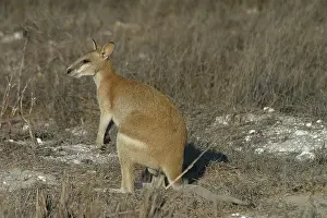 Agilis: Agile Wallaby - Quite common and is considered