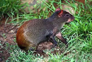 Agouti: Agouti