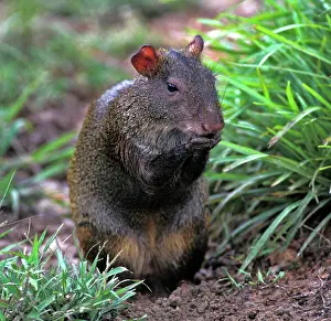 Agouti: Agouti