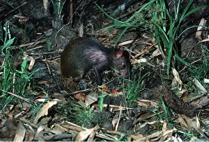 Agouti: AGOUTI