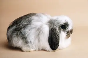 Lops: Agouti Butterfly Cashmere Lop RABBIT