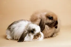 Lops: Agouti Butterfly & Sooty Fawn Cashmere Lop RABBITS