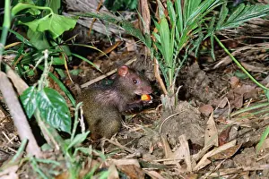 Agouti: AGOUTI - eating berry