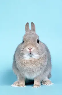 Lops: Agouti French Lop Rabbit