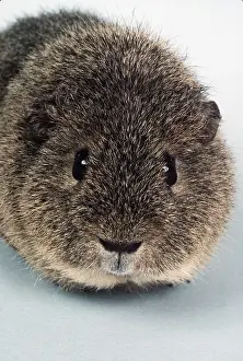 Agouti: AGOUTI REX GUINEA PIG - close-up with head facing