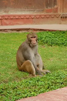 Pradesh: Agra Fort, Agra, Uttar Pradesh, India