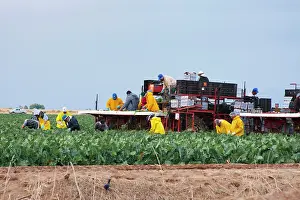 Pick: Agricultural farm workers in southern California