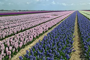 Leading: Agricultural field of Hyacinth Flowers