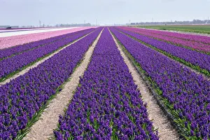 Leading: Agricultural field of Hyacinth Flowers
