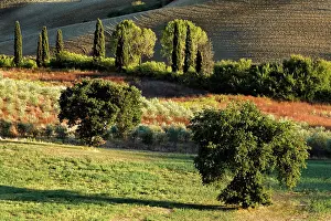 D Orcia: Agricultural field at sunset, San Quirico