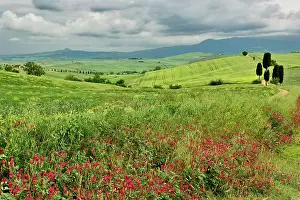 Abundance: Agricultural field, Tuscany region of Italy