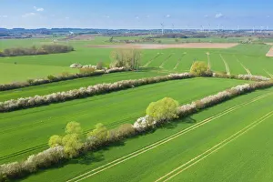 Hedges: Agricultural landscape