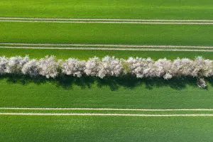 Hedges: Agricultural landscape