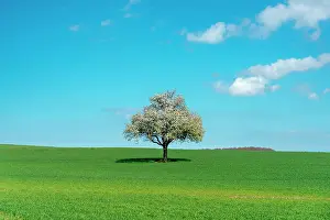 Wurttemberg: Agricultural landscape with blossoming apple tree
