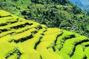 Howse: Agricultural landscape, green rice terraces and
