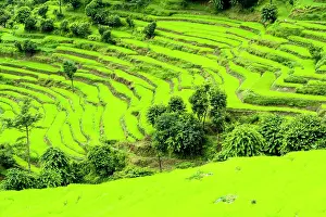 Terraced: Agricultural landscape, green terrace rice fields