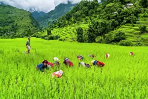 Local: Agricultural landscape, women working in green terrace