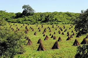 Economy: Agricultural piece of land, Leon, Nicaragua, Central