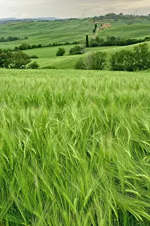 Abundance: Agricultural wheat field, Tuscany region