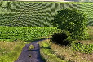Frazier: Agriculture and farmland west of Angouleme